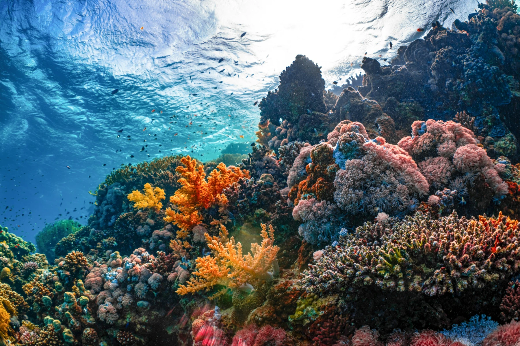 Biodiversity